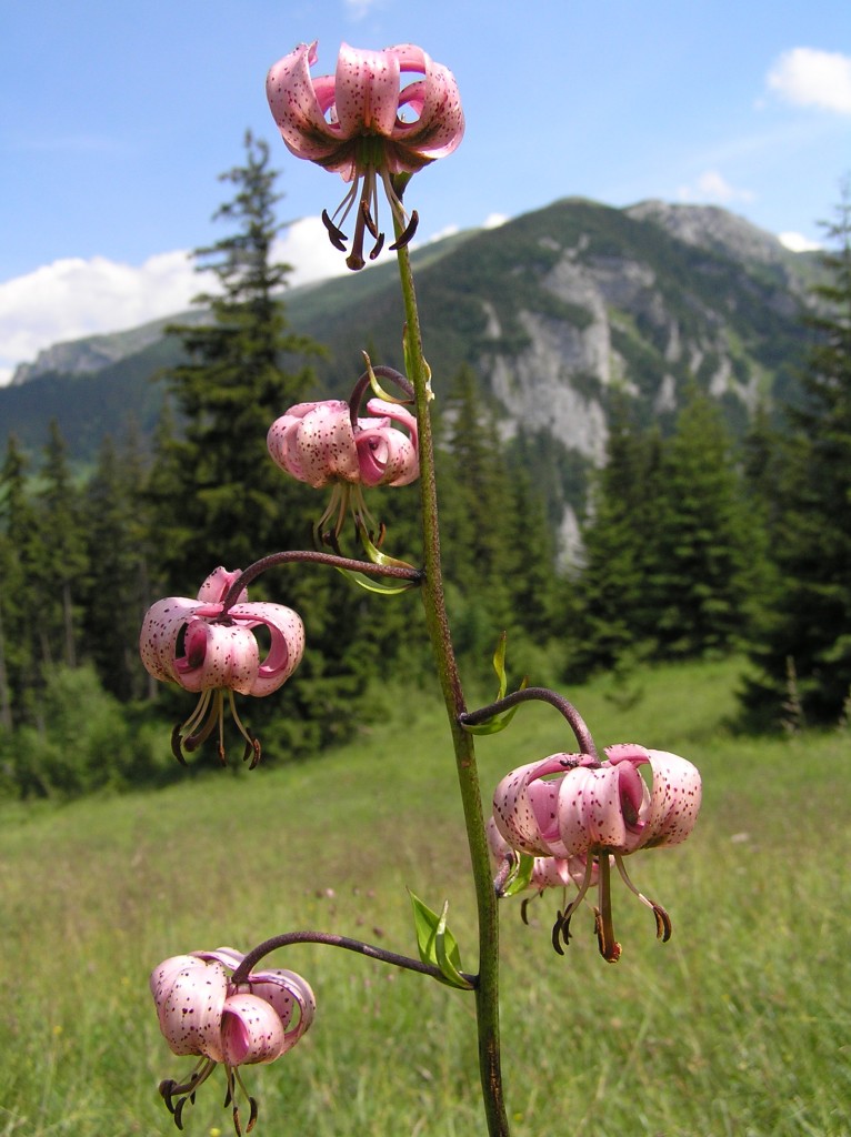 Fot. 8. Ściśle chroniona lilia złotogłów na tle Organów i Ździarów (Tatry Zachodnie).