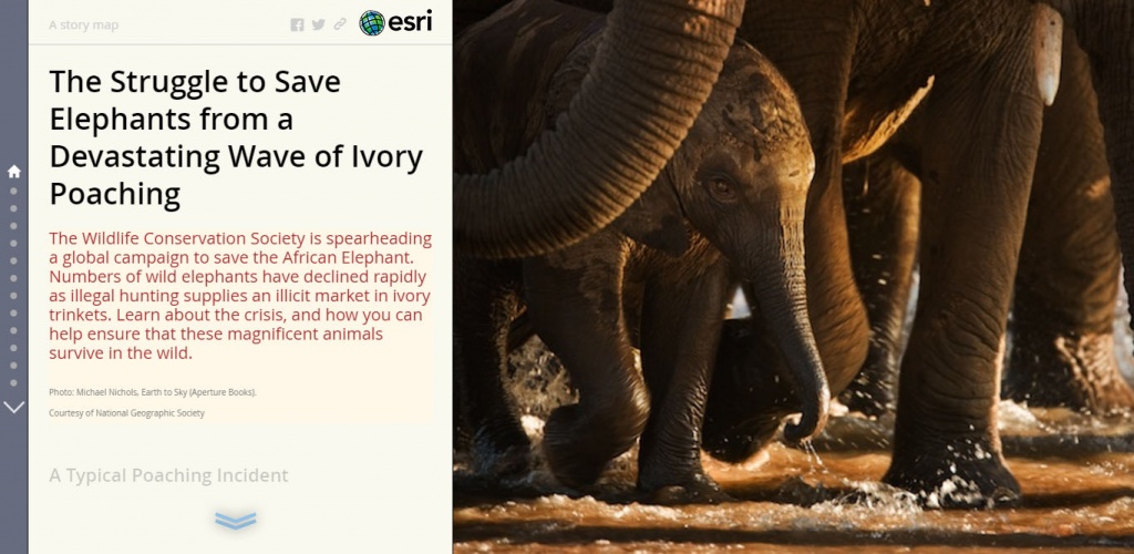rys 10_save elephants