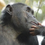 Geodesign pomaga przywracać siedliska szympansów w Tanzanii