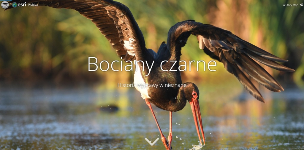 Rys. 1. Bociany Czarne - https://www.arcanagis.pl/living-atlas-of-the-world-czyli-zyjacy-atlas-swiata-esri/