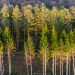 Przyszłość zrównoważonej gospodarki leśnej