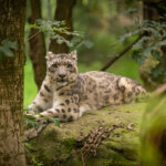 Tropienie duchów: jak inteligentne mapy wspierają ochronę wędrownych leopardów śnieżnych?