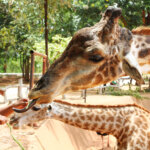 Jak wykorzystać rozwiązania ArcGIS w edukacji oraz popularyzacji ochrony zagrożonych gatunków? Aplikacja Zoos in Poland